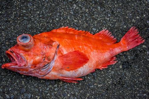 紅色魚種類|赤魚とは？代表的な種類の「アラスカメヌケ」につい。